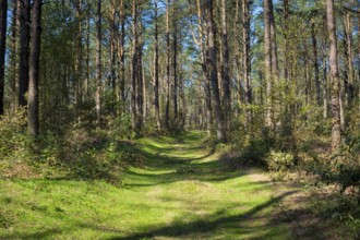 View on a forest in Terras do Mino Biosphere Reserve, Spain where galician horses live in the wild