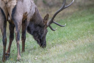 Wild Elk Close up Northern Saskatchewan Bull