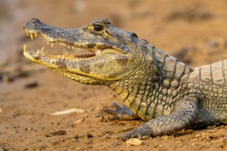 Caiman (Caimaninae), Crocodile (Alligatoridae), crocodile (Crocodylia), animal portrait, Pantanal,