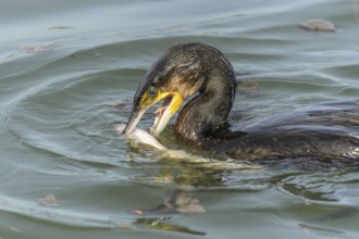 A large eel struggles to escape from a great cormorant (Phalacrocorax carbo)