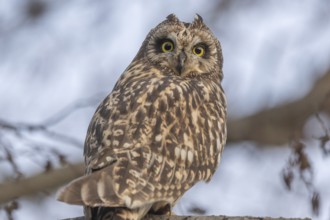 Short-eared Owl (Asio flameus) perched on a branch. Bas Rhin, Alsace, France, Europe