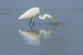 Great egret (Ardea alba) searching for fish. Bas Rhin, Alsace, France, Europe