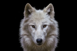 Portrait of arctic wolf isolated on black background. Polar wolf