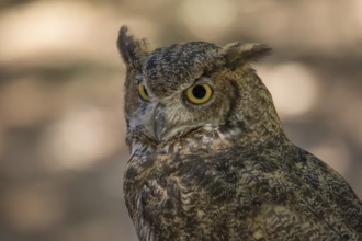 Portrait of an owl, Color Image, Day