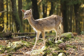Small deer standing in a clearing in the sun