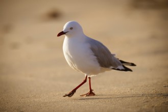 A seagull at Portsea Ocean Beach during a sunny evening in Portsea, Victoria, Australia, Oceania