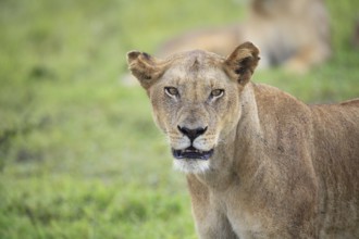 Young lioness, Tanzania, Safari, Mikumi National Park, Africa