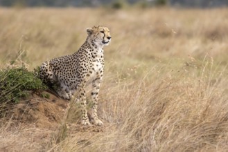 Side view of a cheetah sitting and looking for prey
