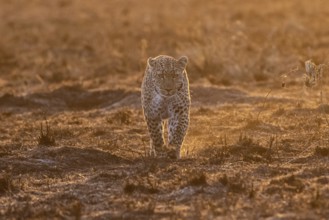 A leopard runs head-on towards the photographer at sunrise