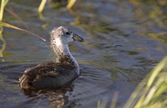 Coot Waterhen Babies in pond in Saskatchewan Canada