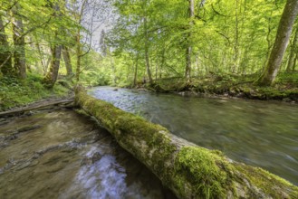 A moss-covered tree trunk lies above a clear river, Linzgauer Aach, in a green forest, peaceful