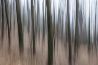Trees in the forest, blur effect, Leoben, Styria, Austria, Europe
