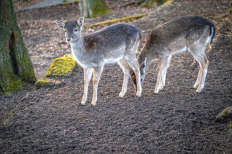 Two  European fallow deer (Dama dama) standing quietly next to each other in the forest, Eisenberg,