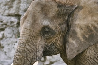 Close-up Portrait of Asiatic Elephant (Elephas Maximus) Vienna, Austria, Europe