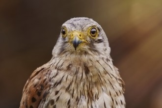 Portrait of Common Kestrel (Falco Tinnunculus) Obermaiselstein, Germany, Europe