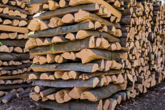 Trees in a forest were cut down during timber work. Natural, energy-friendly and sustainable