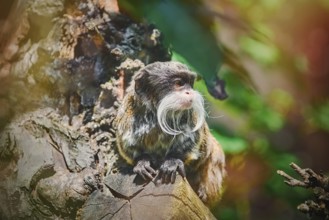 Emperor Tamarin (Saguinus Imperator) on the Log Nyiregyhaza, Hungary, Europe