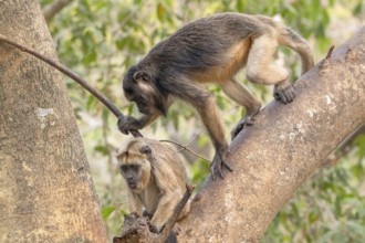 Black howler (Alouatta), 2 young, juvenile, Pantanal, inland, wetland, UNESCO Biosphere Reserve,