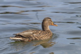 Wild duck Mallard Anas platyrhynchos. Female Duck