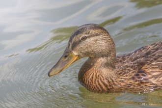Female Mallard duck Close Up