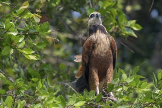 Fish Buzzard (Busarellus nigricollis), Pantanal, inland, wetland, UNESCO Biosphere Reserve, World