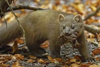 Pine marten with food in mouth standing in front of branch and coloured autumn leaves looking from