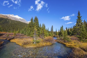 The blue sky is reflected in the water. Picturesque puddles around Bow Lake. Alberta. Cold sunny