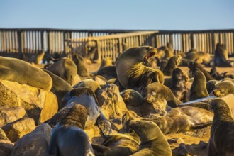 Wooden walkways for tourists. Reserve fur seals in Namibia, Cape Cross colony