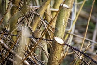 Small bird on cut branches surrounded by tree trunks in a natural environment, the wren