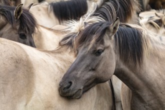 The Dülmen horses live wild near Dülmen, in the Merfelder Bruch nature reserve in North