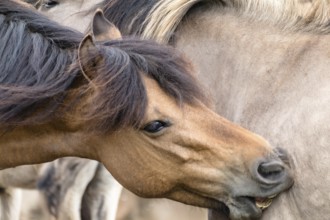 The Dülmen horses live wild near Dülmen, in the Merfelder Bruch nature reserve in North