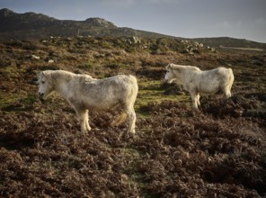 Wild horses can be seen throughout the seasons near to the Carn Llidi peak