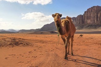 Two camels, large animal in foreground, walking on orange red sand of Wadi Rum desert, mountains