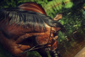 Beautiful horse before the lake