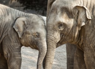 Young Asian elephants (Elephas maximus)