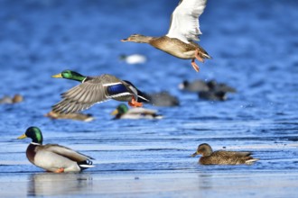 Mallard on an ice floe .Mallard in winter on an ice floes
