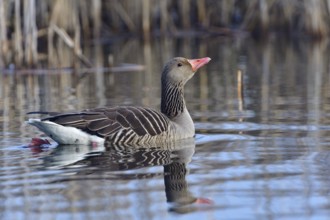 Greylag goose in morning. Wild, geese. Greylag geese in Upper Lusatia