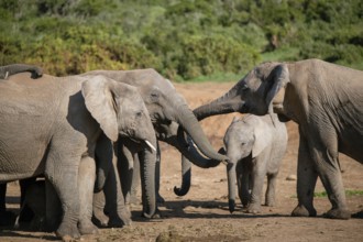 Playful elephants seen in the wild. Addo, Eastern Cape, South Africa, Africa