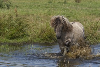 Konik cools down in the water