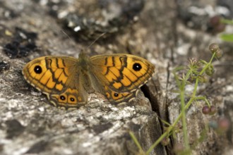 Wall fox (Lasiommata megera)