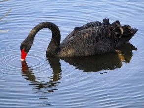 Swimming Black Swan (Cygnus atratus), Black Swan, North Rhine-Westphalia, Germany, Europe