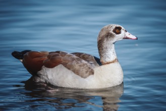 Duck (anatis) Offenbach am Main, Germany, Europe