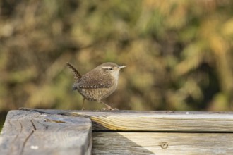 Wren sitting on wooden beam looking right