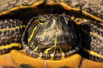 Photo Picture of Red Eared Terrapin Trachemys Scripta Elegans Tortoise