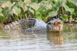 Spectacled caiman (Caiman crocodilus yacara), Crocodile (Alligatoridae), crocodile (Crocodylia),