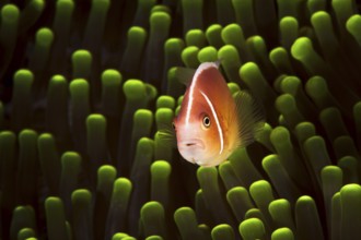 A picture of a beautiful anemone and it's Clown fish