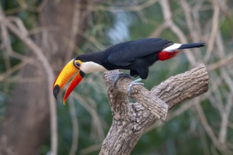 Giant toucan (Ramphastos toco), Pantanal, inland, wetland, UNESCO Biosphere Reserve, World Heritage