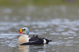 Common eider, (Somateria spectabilis), male, drake, Norway, Spitsbergen, swimming in the water,