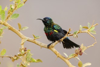 Glossy Sunbird, (Nectarinia habessinica), perching station, Middle East, Oman, Ayn Tobroq and Ayn