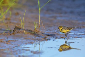 Citrine wagtail, (Motacilla citreola), foraging in a biotope, Middle East, Oman, songbird, family